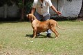 Matriz - Fila Brasileiro Dourado - Canil Singular - Dague
